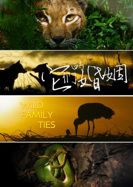 它們的婚姻 