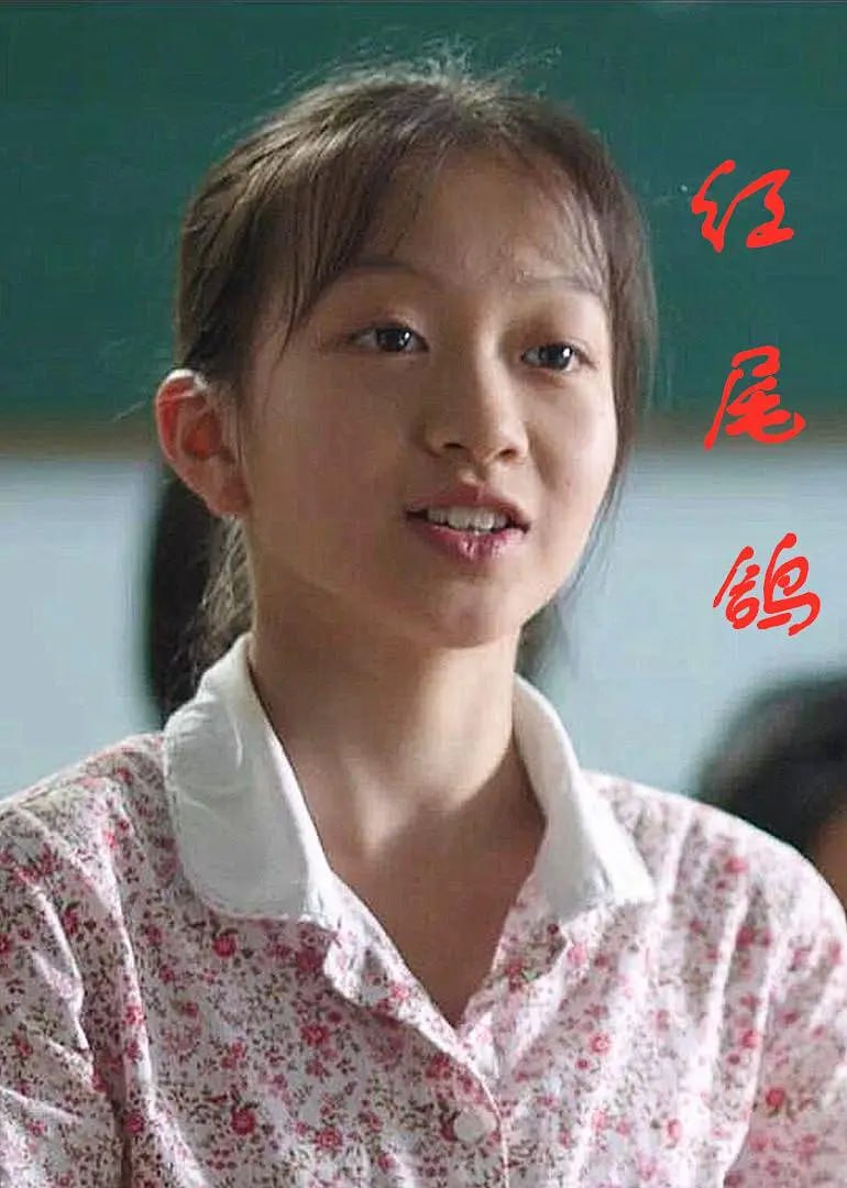 红尾鸽 