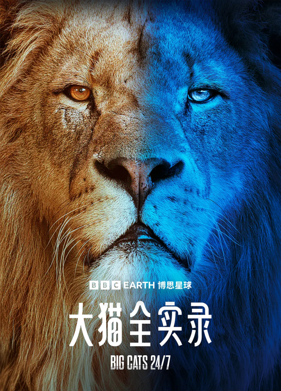 大猫全实录 