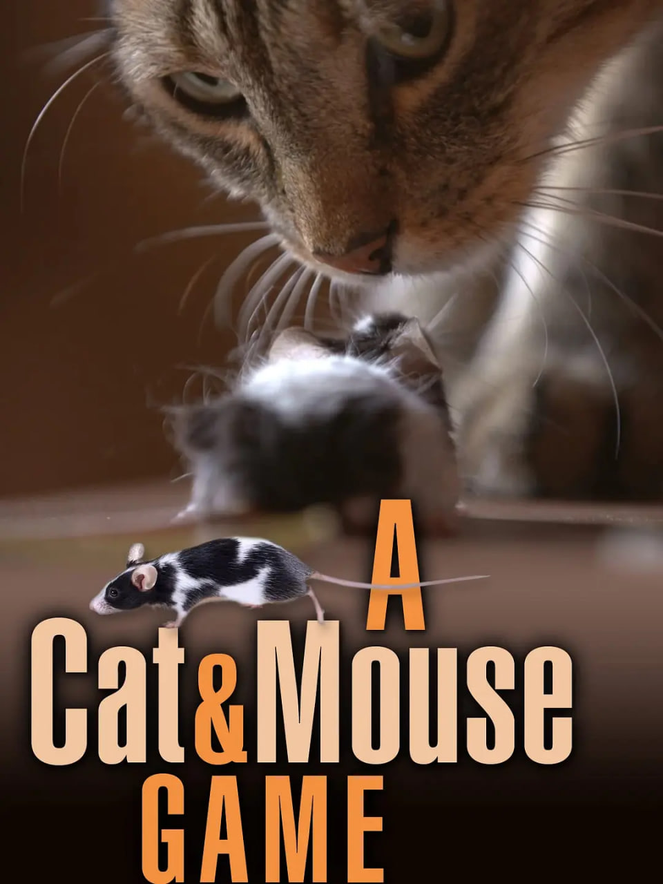 猫鼠游戏,2019 