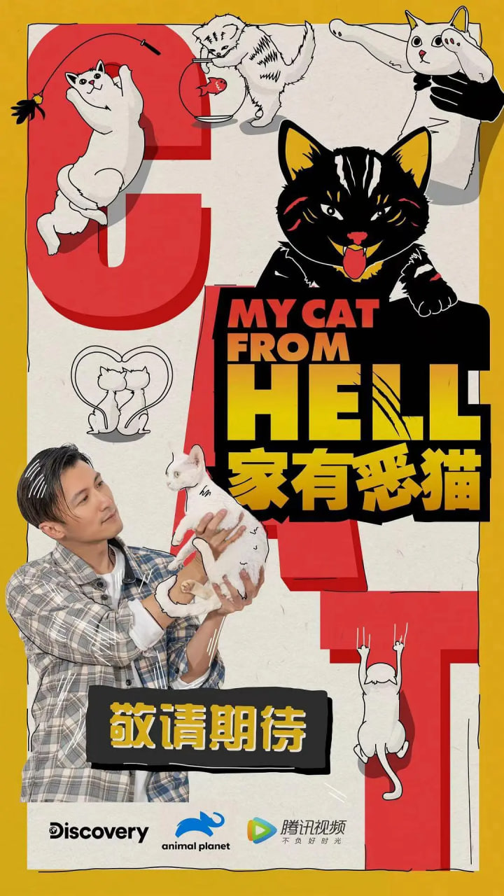 家有恶猫 