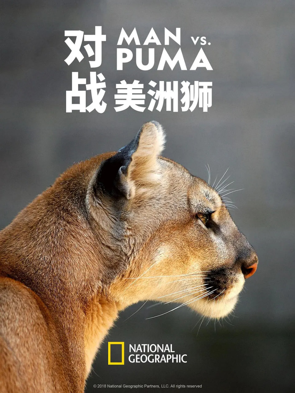 对战美洲狮 